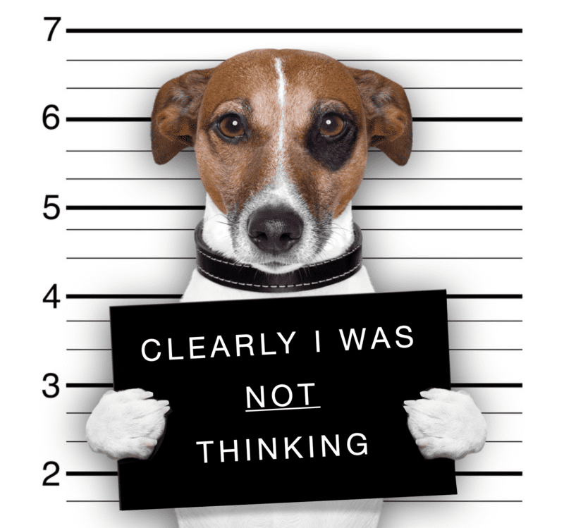 The graphic shows a dog in a mugshot pose saying "Clearly I was NOT thinking"