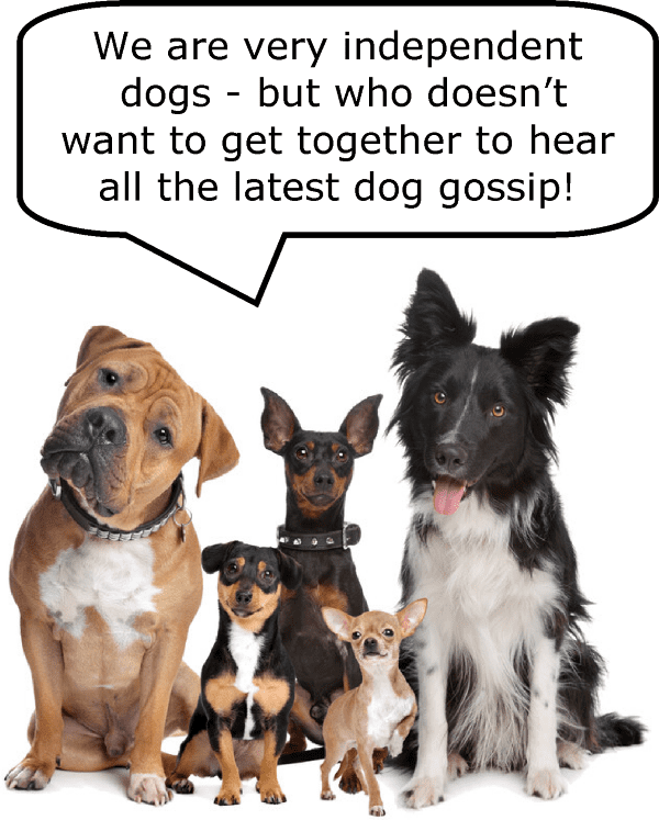 There is a picture of five dogs with a speech bubble saying "We are very independent dogs - but who doesn't want to get together to hear all the latest dog gossip!"